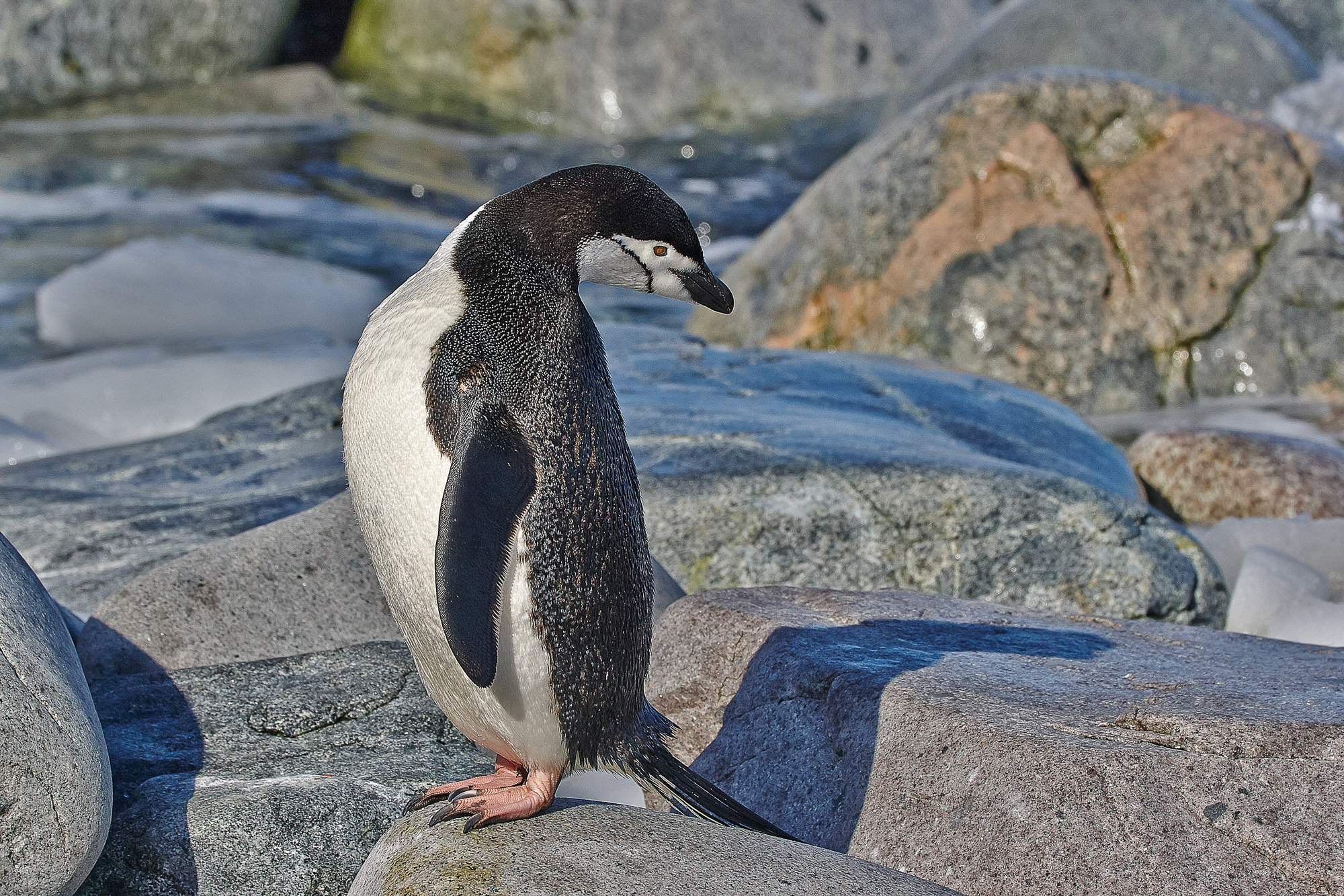 Zügelpinguin